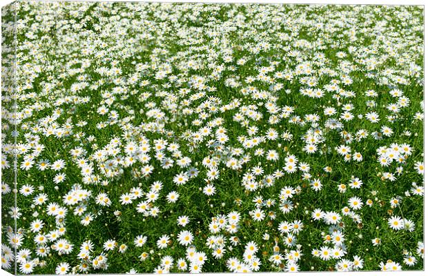 Daisies Canvas Print by Michael Goyberg