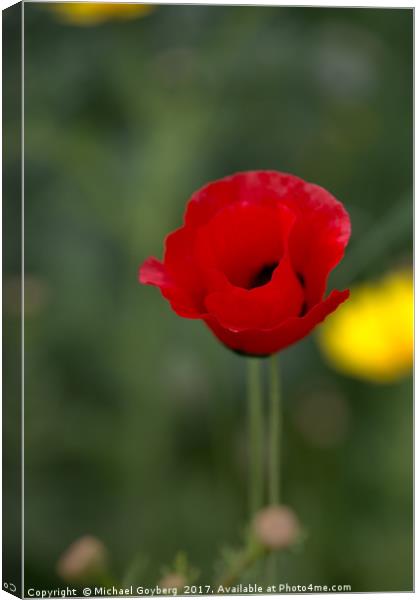  Red poppy on a green background Canvas Print by Michael Goyberg