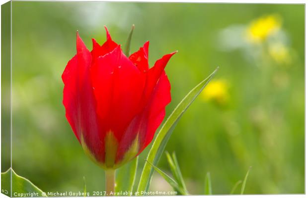Red Meadow Tulip Canvas Print by Michael Goyberg