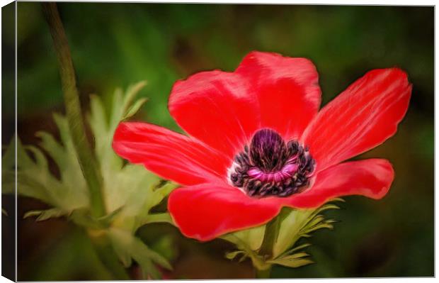 Red Wildflower Canvas Print by Michael Goyberg