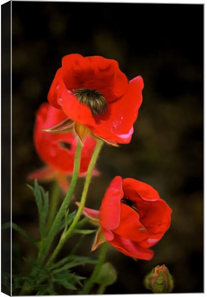 Red Wildflowers with corrected colors and lighting Canvas Print by Michael Goyberg