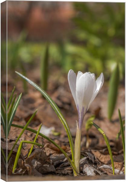 Spring flowers Canvas Print by Michael Goyberg