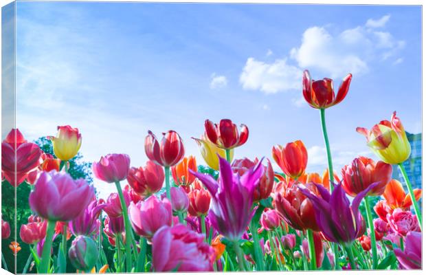 Red, purple and yellow tulips against blue sky and Canvas Print by Michael Goyberg