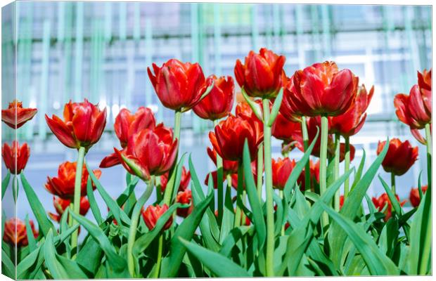 Red tulips against the backdrop of a modern buil Canvas Print by Michael Goyberg