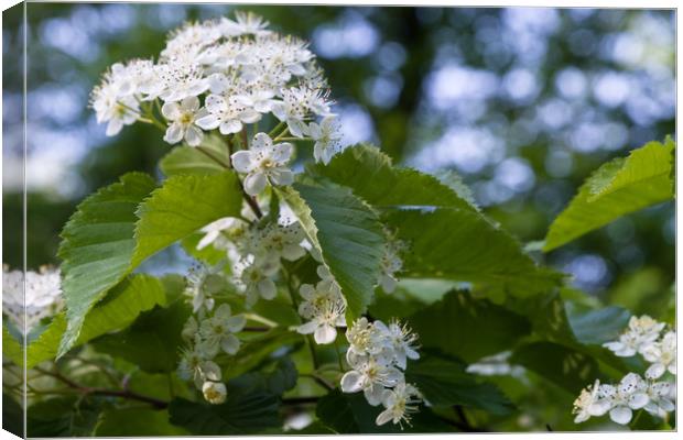 It's time to blossom! Canvas Print by Michael Goyberg