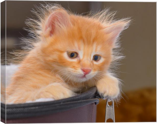 Red-haired, fluffy kitten Canvas Print by Michael Goyberg