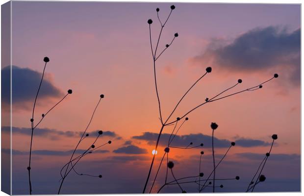 Pink sunset Canvas Print by Michael Goyberg