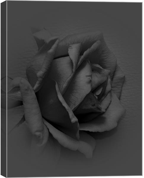 black rose Canvas Print by melvyn hopkins