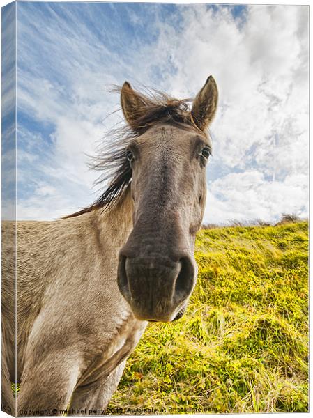 Why the long face? Canvas Print by michael perry