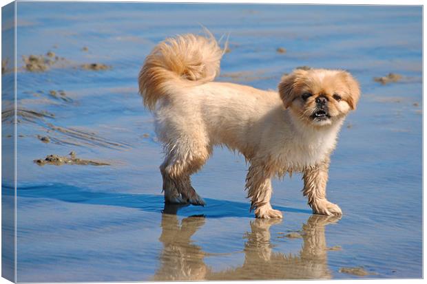 Fun at the Beach Canvas Print by Jake Hughes