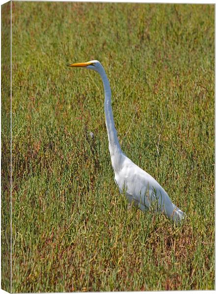 The Great Egret Canvas Print by Jake Hughes