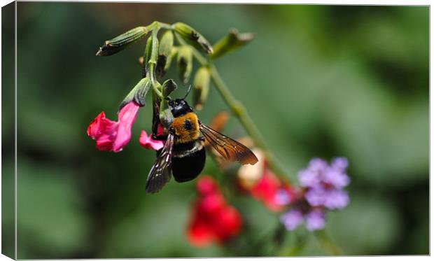 Big Bee Canvas Print by Jake Hughes