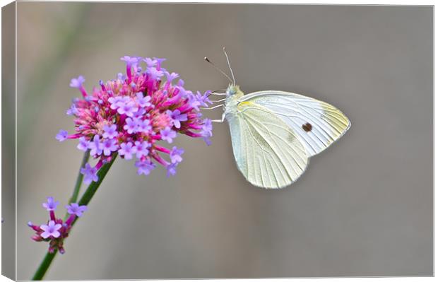 White Butterfly Canvas Print by Jake Hughes