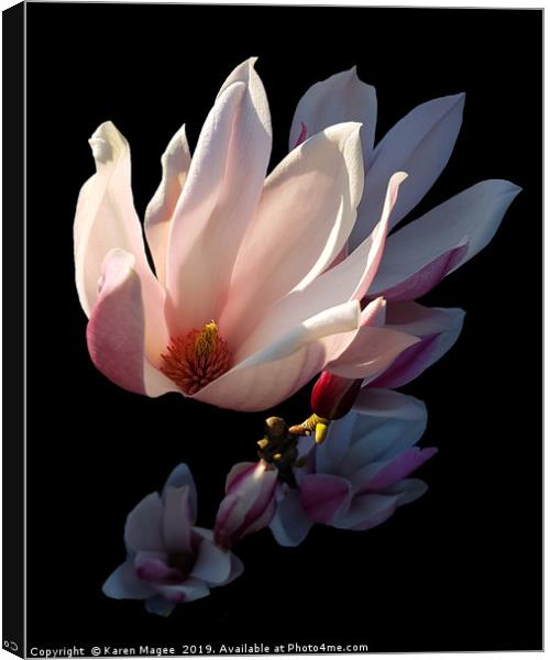 Magnolia Bloom in the Late Afternoon Sun Canvas Print by Karen Magee