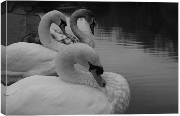 swan lineup Canvas Print by kay hardy