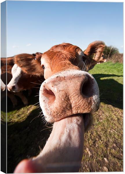 One for the Ladies Canvas Print by Jason Green