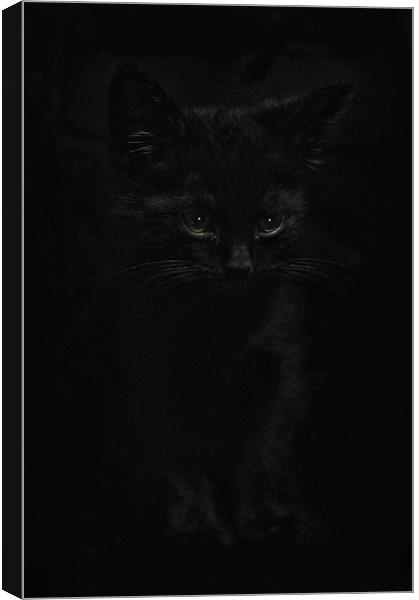 Black Cats Canvas Print by Jason Green