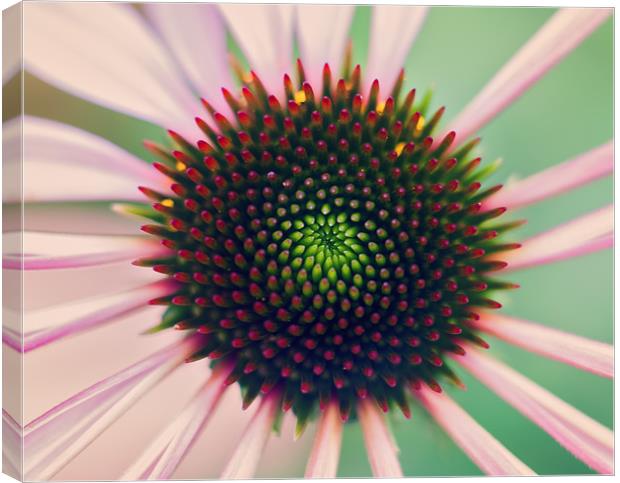 Echinacea Canvas Print by andrew bagley