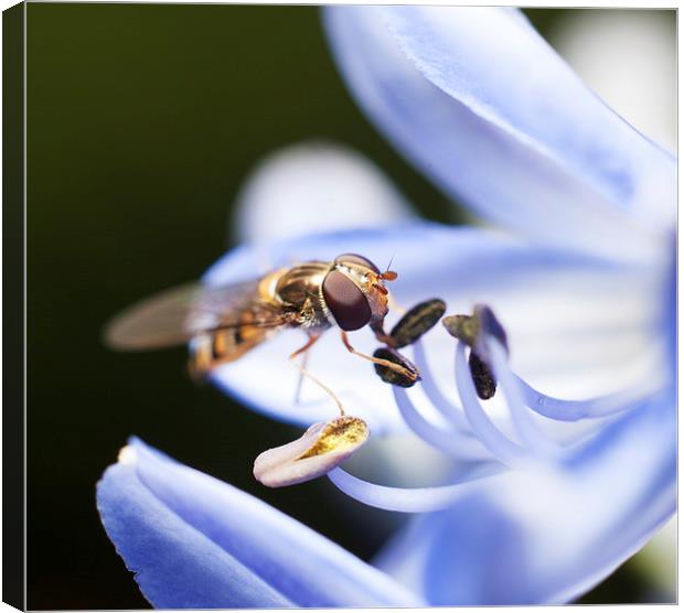 Hover fly Canvas Print by andrew bagley