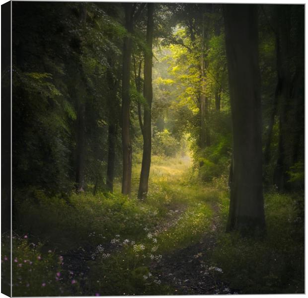 Woodland path Canvas Print by andrew bagley