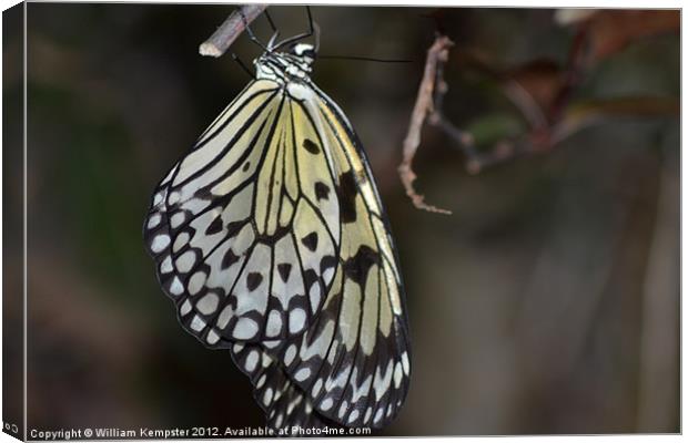 Butterfly at Butterfly world wotton isle of wight Canvas Print by William Kempster