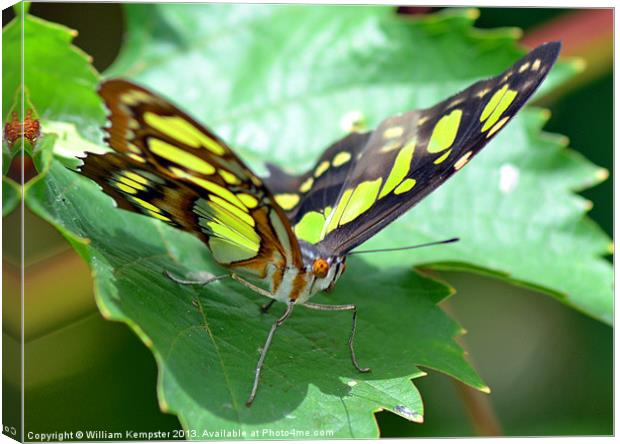Butterfly at Butterfly world wotton isle of wight Canvas Print by William Kempster