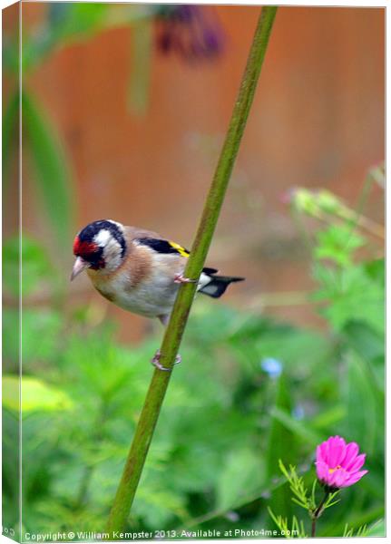Goldfinch Canvas Print by William Kempster