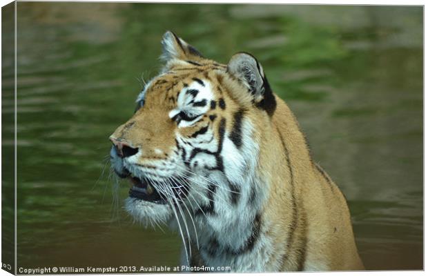 Aysha The Tiger Canvas Print by William Kempster