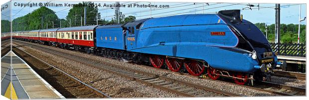 The Ebor Streak LNER A4 Bittern Canvas Print by William Kempster