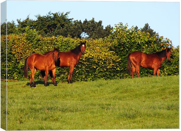 3 horses Canvas Print by danny smith