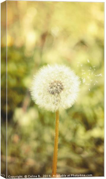 Make a wish Canvas Print by Celine B.