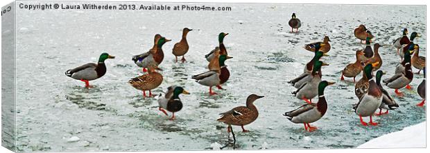 Ducks on Ice Canvas Print by Laura Witherden