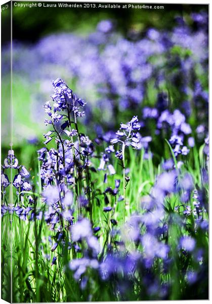 Bluebells Canvas Print by Laura Witherden