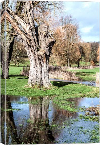 Hughenden Park Canvas Print by Laura Witherden