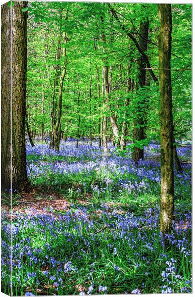 Bluebell Canvas Canvas Print by Laura Witherden