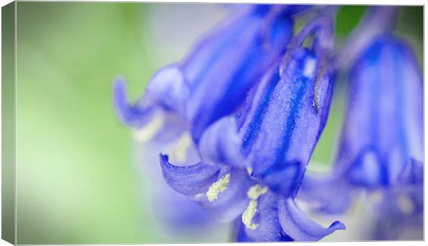 Bluebell Canvas Print by Laura Witherden