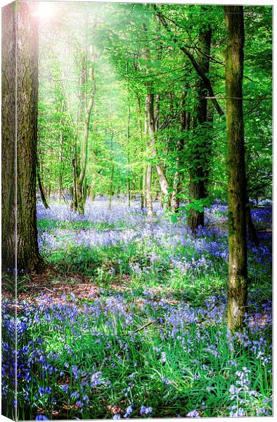 Sunlight on the Bluebells Canvas Print by Laura Witherden