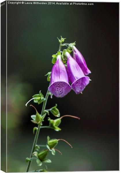 Foxglove Canvas Print by Laura Witherden