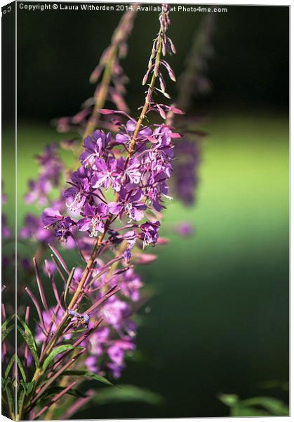  Rosebay Willowherb Canvas Print by Laura Witherden