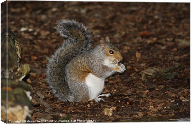 What you looking at? Canvas Print by steven bennett