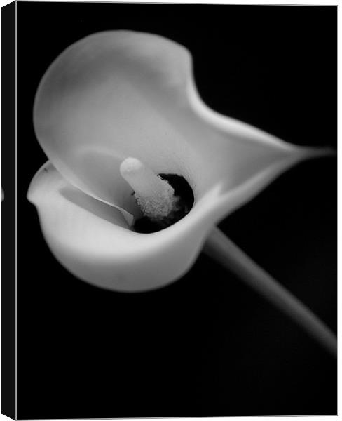 Black & White Lily Canvas Print by Abdul Kadir Audah