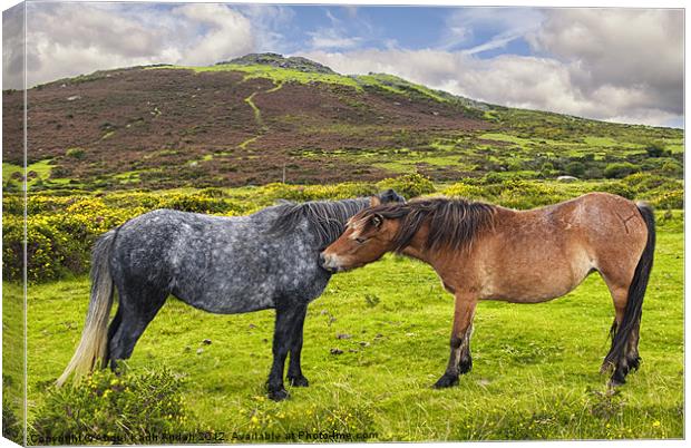 Dartmoor Lovers Canvas Print by Abdul Kadir Audah