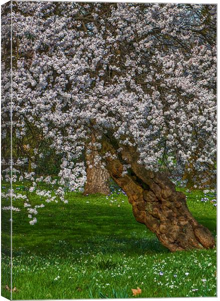 Cherry Blossom Tree Canvas Print by Abdul Kadir Audah