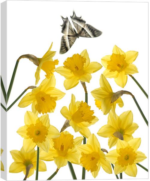 Spring is in the air Canvas Print by Abdul Kadir Audah