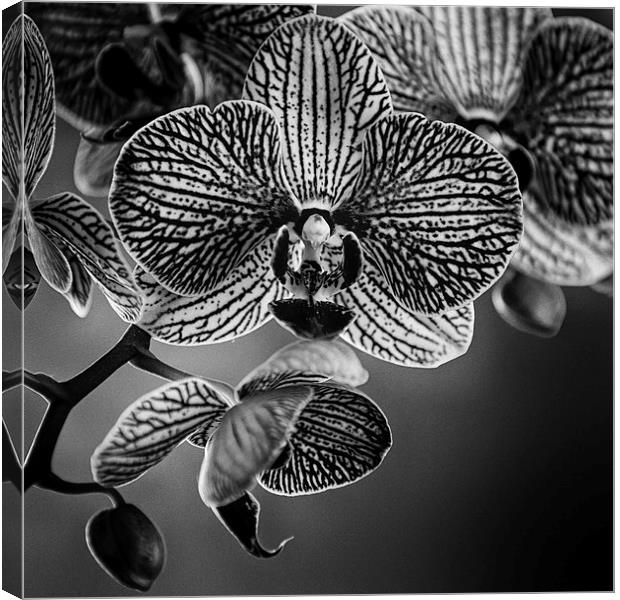 Orchid Canvas Print by Malcolm Smith
