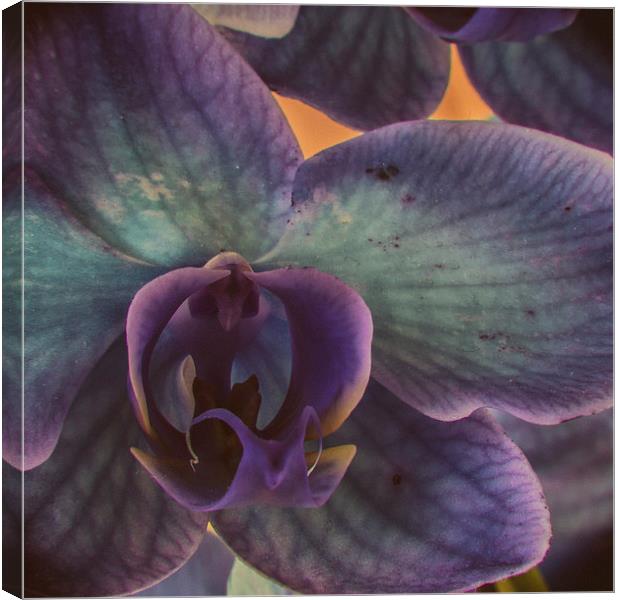 Orchid Canvas Print by Malcolm Smith