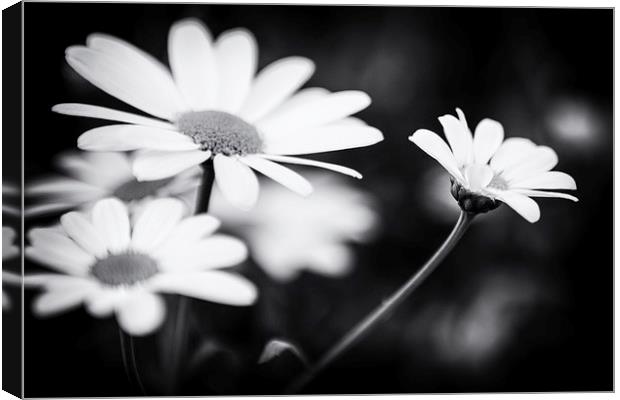 Black and white Daisies Canvas Print by Malcolm Smith