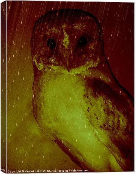 owls collection 1 Canvas Print by stewart oakes