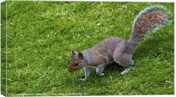 squirrels collection 4 Canvas Print by stewart oakes