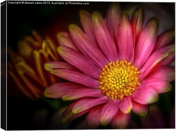 The Night Flower Canvas Print by stewart oakes